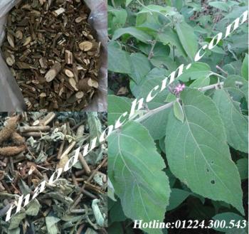 Mua bán cây an xoa tại quận 12 điều trị ung thư dạ dày