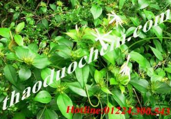  mua bán chè vằng tại quận tân bình giảm cân tốt nhất