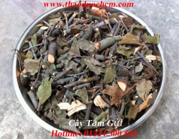Mua bán cây tầm gửi huyện hóc môn có tác dụng đào thải chất độc 