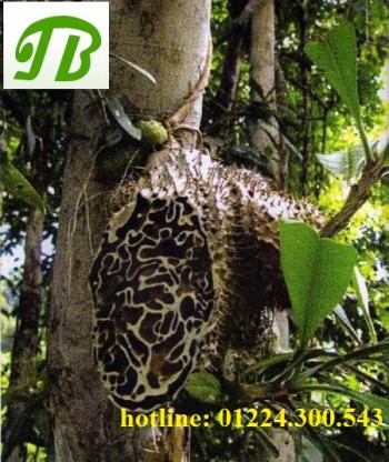 Cây bí kỳ nam