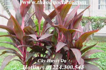 Mua bán cây huyết dụ tại quận gò vấp điều trị ghẻ lở, dị ứng ngoài da