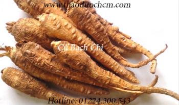 Mua bán củ bạch chỉ tại quận 10 điều trị đau nhức xương khớp 