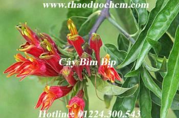 Mua bán cây bìm bịp quận 2 rất tốt trong việc điều trị viêm gan