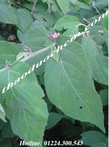 Mua bán cây an xoa tại tphcm điều trị ung thư