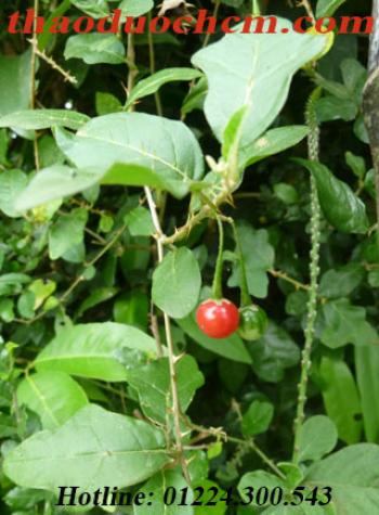 Mua bán cà gai leo tại quận thủ đức giải độc gan tốt nhất