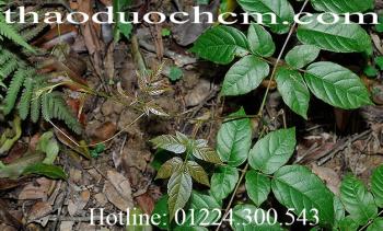 địa chỉ mua bán chè dây tại củ chi chữa viêm loét dại dày hiệu quả