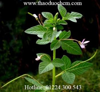 Mua bán sỉ và lẻ cây mần ri tại quận 9 trị rắn cắn hiệu quả