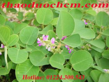 Mua bán kim tiền thảo tại quận bình tân chữa viêm thận tốt nhất