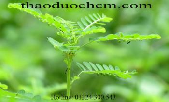 Mua bán diệp hạ châu tại bình chánh giúp bảo vệ gan uy tín