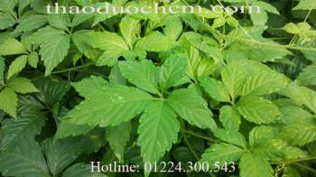 Mua bán giảo cổ lam tại quận bình chánh ổn định đường huyết hiệu quả nhất