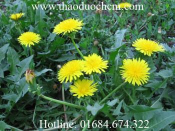 Mua bán sỉ và lẻ cây bồ công anh tại quận bình tân chữa viêm loét dạ dày tá tràng hiệu quả nhất