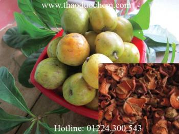 Mua bán táo mèo ở quận 3 điều trị các chứng như rối loạn tiêu hóa hiệu quả