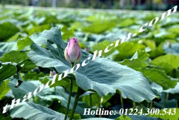 Mua bán lá sen khô tại quận bình chánh giúp an thần dễ ngủ 