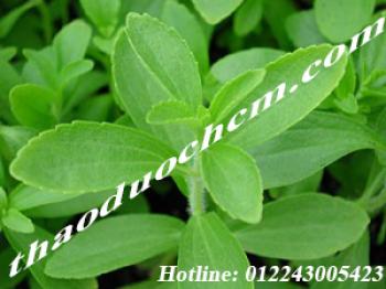 Mua bán cây cỏ ngọt tại quận 6 giúp ổn định đường huyết hiệu quả nhất