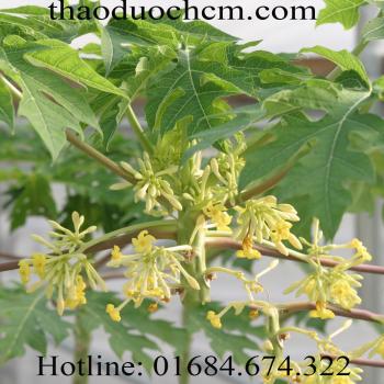 Mua bán lá đu đủ tại cần giờ giúp chống lão hóa uy tín 