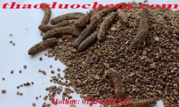 Mua bán chuối hột rừng tại quận 1 trị đau nhức sương khớp tốt nhất