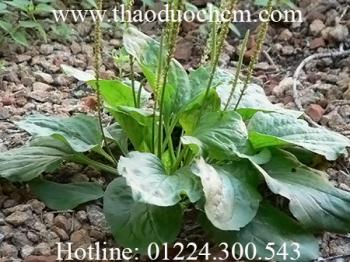 Mua bán cây mã đề tại hóc môn chữa viêm bàng quang hiệu quả