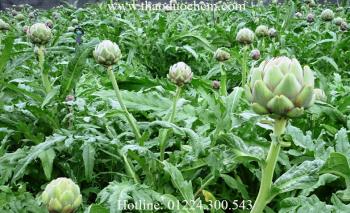 Mua bán hoa atiso tại quận phú nhuận điều trị bệnh tiểu đường hiệu quả nhất