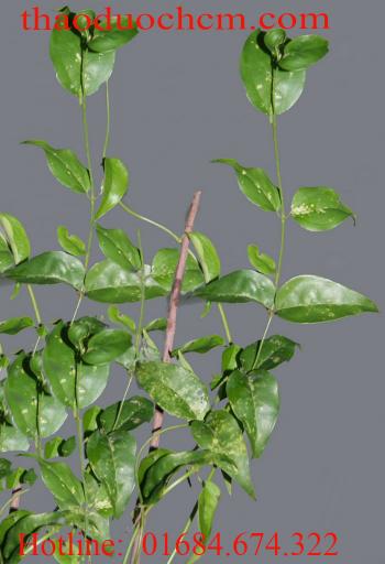 địa chỉ mua bán chè vằng tại quận 10 lợi sữa giảm cân tốt nhất