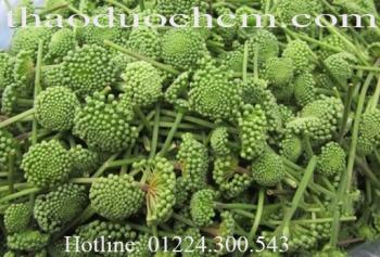 Mua bán hoa tam thất tại nhà bè giảm căng thẳng mệt mỏi tốt nhất