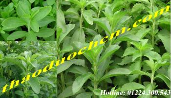 Mua bán cây cỏ ngọt tại bình thạnh tốt cho người mắc bệnh tiểu đường