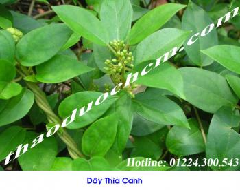 Mua bán dây thìa canh sỉ và lẻ tại quận 6 trị tiêu đường hiệu quả