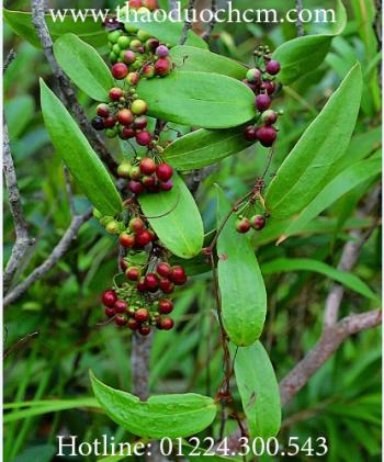 Củ khúc khắc ( thổ phục linh )