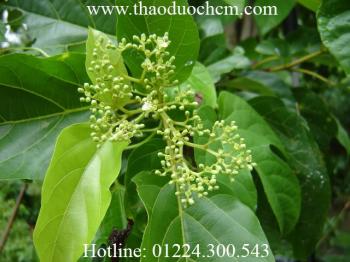 Mua bán cây lá gan tại củ chi chữa mụn nhọt