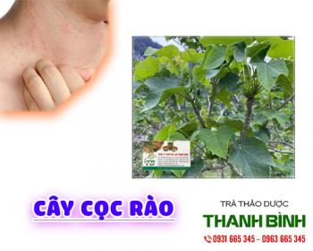 Cách sử dụng cây cọc rào chữa đau nhức do thấp khớp hiệu quả tốt nhất