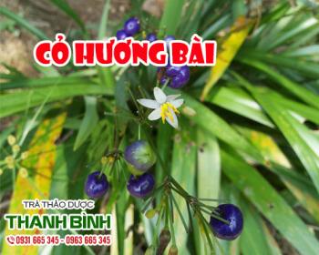 Mua cỏ hương bài giá rẻ uy tín chất lượng nhất ở đâu?