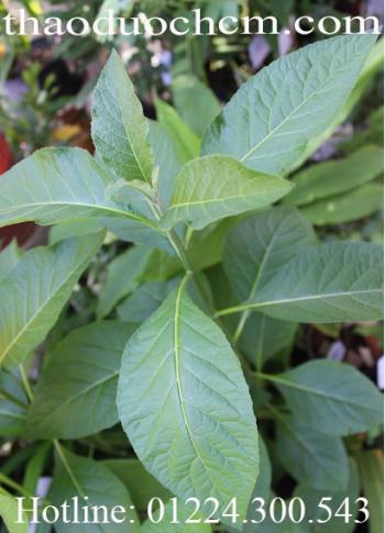 Mua bán cây mật gấu ở tiền giang|bán cây mật gấu sỉ và lẻ giá rẻ nhất