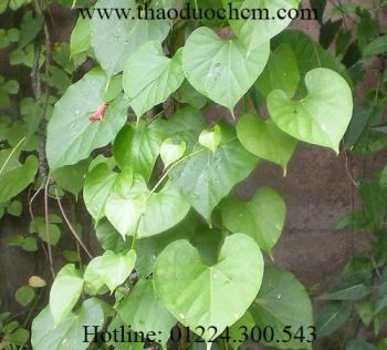 Mua bán dây đau xương tại quận 9 chữa phong thấp hiệu quả