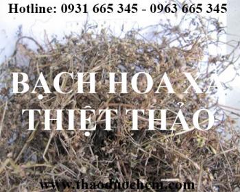 Mua bán bạch hoa xà thiệt thảo tại huyện ba vì hỗ trợ điều trị chấn thương