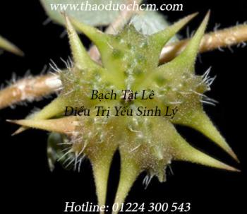 Mua bạch tật lê tại hóc môn giúp điều trị bệnh sỏi mật hiệu quả nhất