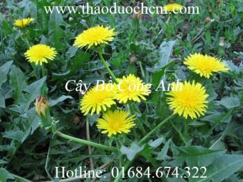 Mua bồ công anh ở đâu tại tp hcm ???