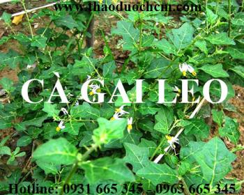 Mua bán cây cà gai leo tại quận cầu giấy có tác dụng thanh lọc cơ thể tốt