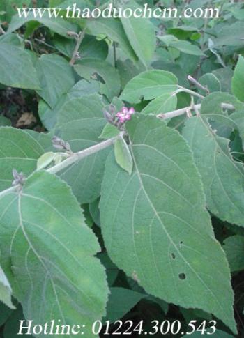 Mua cây an xoa ở đâu tại tp hcm ???