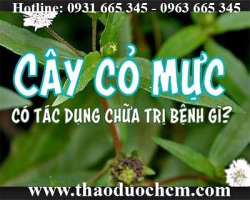 Mua bán cây cỏ mực tại sơn tây giúp điều trị sỏi thận an toàn nhất