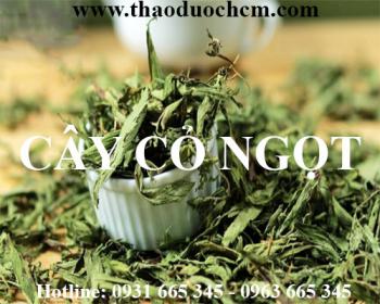 Mua bán cây cỏ ngọt tại huyện sóc sơn rất tốt trong trị chảy máu chân răng