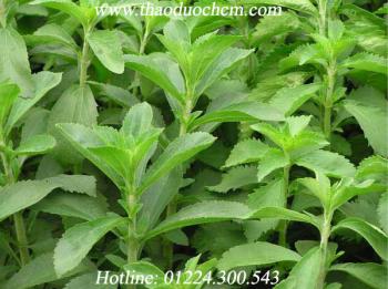 Mua bán cây cỏ ngọt tại an giang có tác dụng điều hòa huyết áp hiệu quả