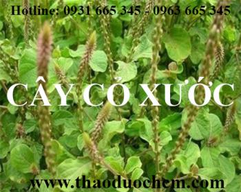 Mua bán cây cỏ xước tại huyện phúc thọ giúp chữa chứng huyết hư rất tốt