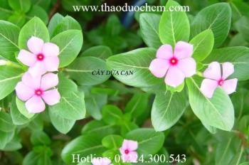 Mua bán cây dừa cạn tại quận hoàng mai giúp an thần hiệu quả cao nhất