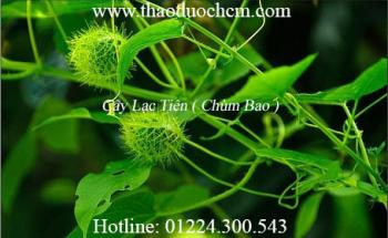 Mua cây lạc tiên ở đâu tại tp hcm ???