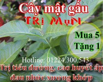 Mua bán cây mật gấu tại huyện hoài đức có tác dụng trị mụn trứng cá