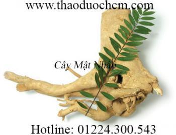 Mua cây mật nhân ở đâu tại tp hcm ???