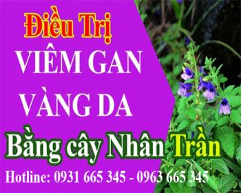 Mua bán cây nhân trần tại huyện mê linh giúp điều trị viêm gan vàng da
