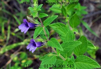 Mua cây nhân trần ở đâu tại tp hcm ???