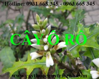 Mua bán cây ô rô tại bắc ninh rất tốt trong việc thanh nhiệt giải độc