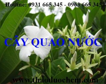 Mua bán cây quao nước tại quận tây hồ giúp điều trị ho an toàn nhất