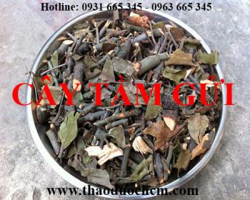 Mua bán cây tầm gửi tại sơn tây có tác dụng điều trị đau nhức xương khớp